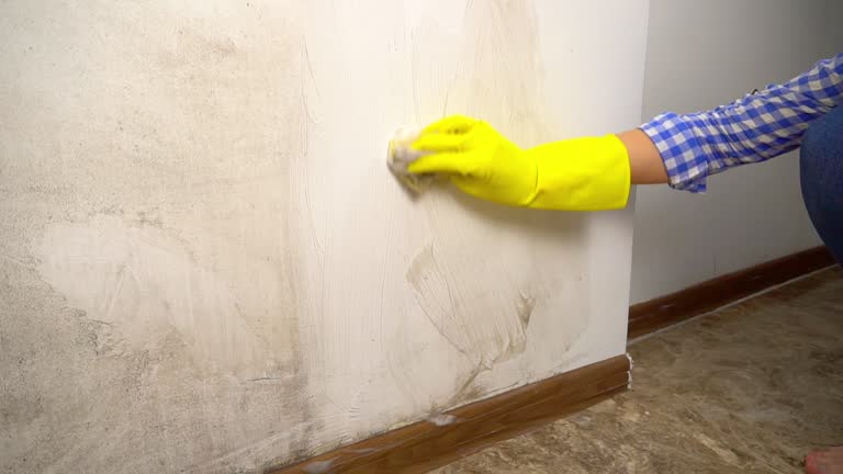 Best Crawl Space Mold Remediation  in Hitchcock, TX