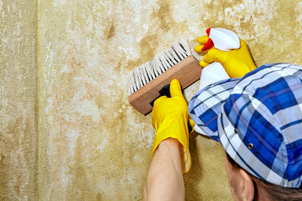 Best Forensic Mold Investigation  in Hitchcock, TX