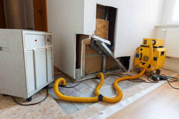 Trusted Hitchcock, TX Mold Removal Experts