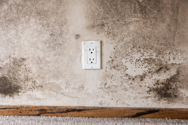 Best Biohazard Mold Removal  in Hitchcock, TX