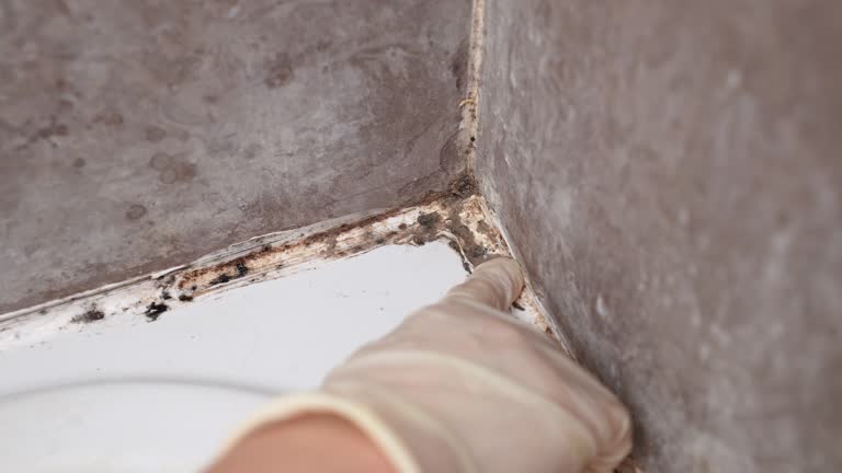 Best Asbestos and Lead Testing During Mold Inspection  in Hitchcock, TX